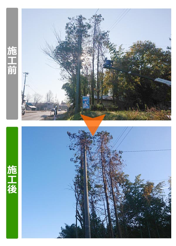 便利屋サンキュー仙台本店の業務報告（2019年12月19日）仙台市青葉区で樹木の大規模伐採を行いました。