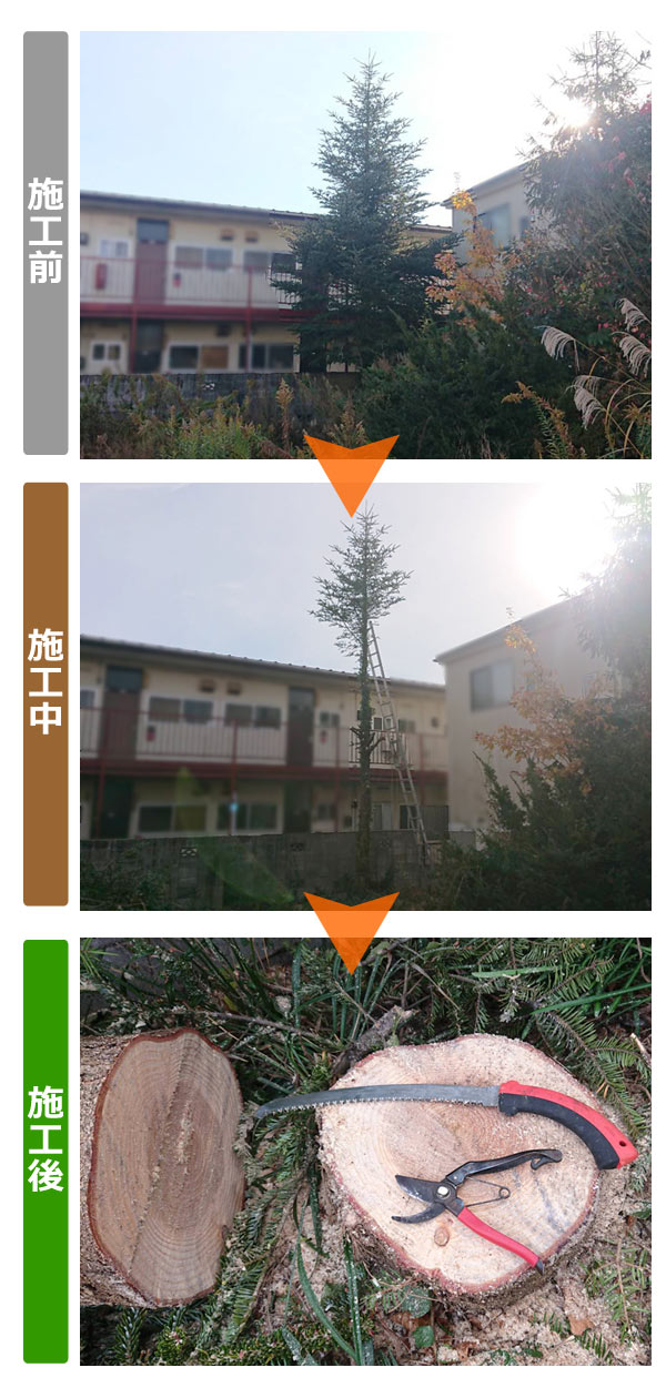 便利屋サンキュー仙台本店の業務報告（2021年11月29日）仙台市宮城野区で空き地の越境木の伐採作業を行いました。