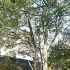 伐採