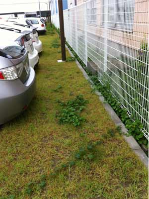 駐車場の草むしりの草むしり施工前