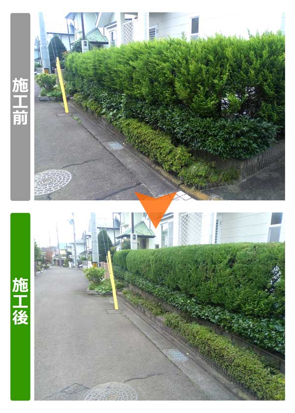 仙台市青葉区のお客様宅で生け垣の剪定作業紹介写真