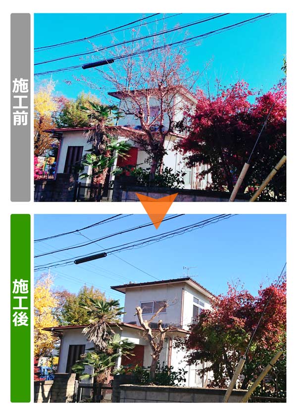 便利屋サンキュー仙台本店の業務報告（2018年11月14日）。宮城県仙台市泉区のお客様宅で電線まで架かってしまった高い木の背丈詰めを行いました。