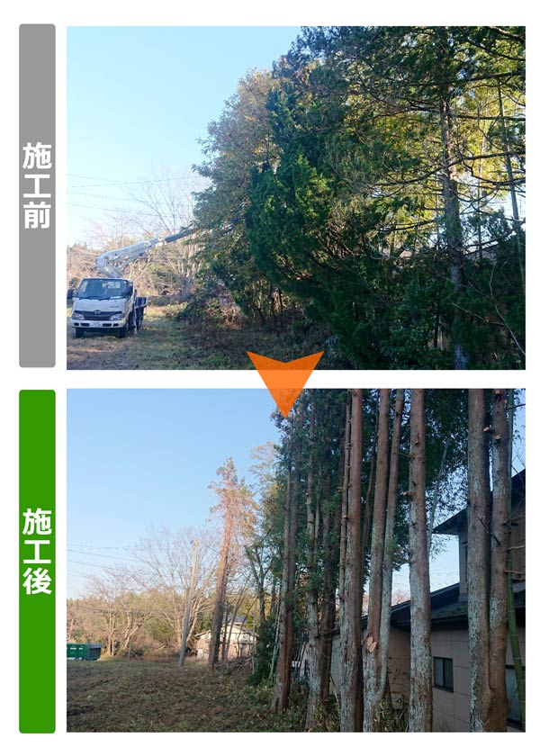 便利屋サンキュー仙台本店の業務報告（2019年12月19日）仙台市青葉区で樹木の大規模伐採を行いました。