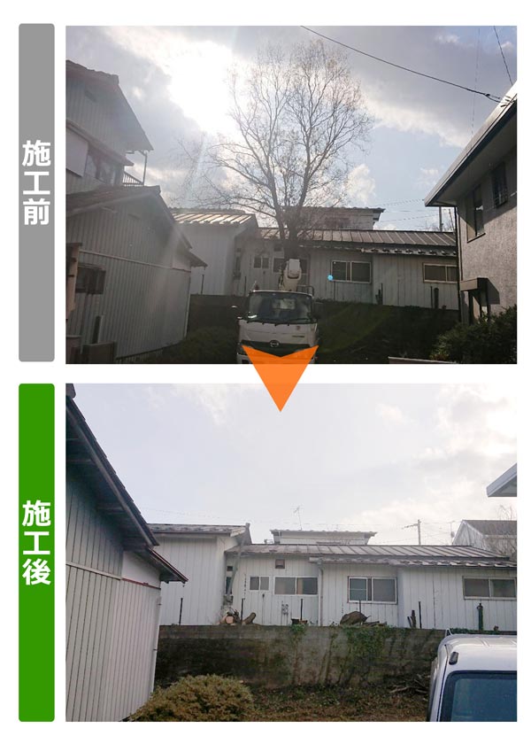 便利屋サンキュー仙台本店の業務報告（2019年12月12日）仙台市で樹木の伐採を行いました。