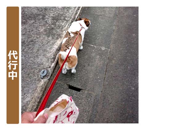 便利屋サンキュー仙台本店の業務報告（2019年12月19日）仙台市若林区で愛犬のお散歩代行を行いました。