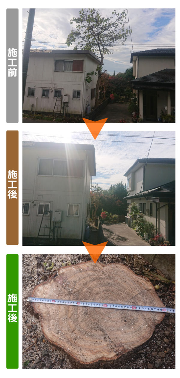 便利屋サンキュー仙台本店の業務報告（2020年11月6日）仙台市青葉区で桐の木の伐採作業してきました。