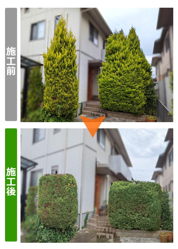 便利屋サンキュー仙台本店の業務報告（2022年6月3日）仙台市太白区のお客様宅でゴールドクレストの丈詰め剪定を行いました。