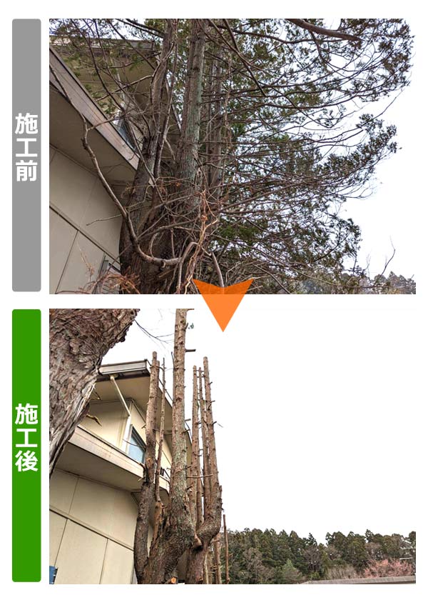 便利屋サンキュー仙台本店の業務報告（2023年3月24日）仙台市泉区のお客様宅で、隣地との境界付近の庭木の丈詰め、サイズダウンを行いました。
