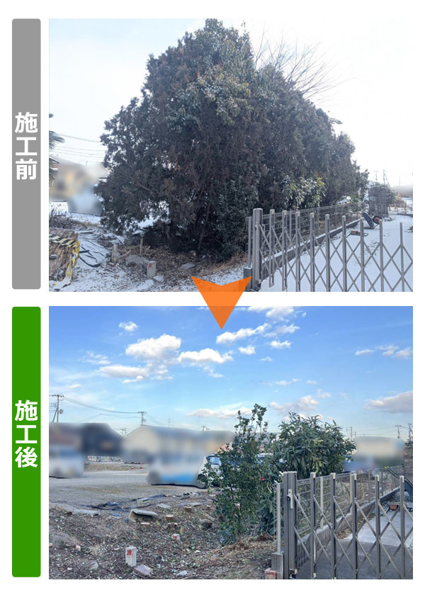 仙台市若林区 駐車場敷地内のヒバ大木撤去・ケヤキ処分の施工写真