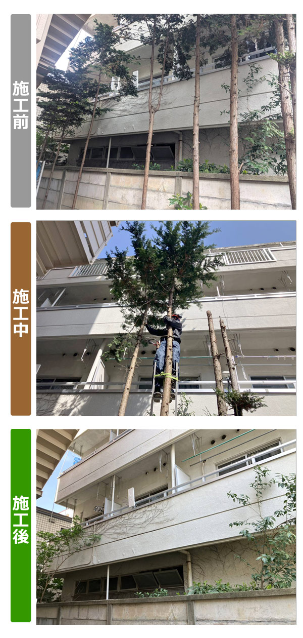 仙台市青葉区でビル裏の樹木伐採・越境枝の解消 ビフォアアフター写真