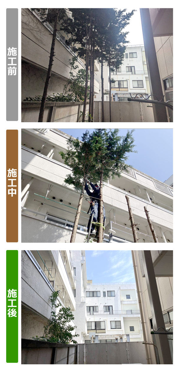 仙台市青葉区でビル裏の樹木伐採・越境枝の解消 ビフォアアフター写真