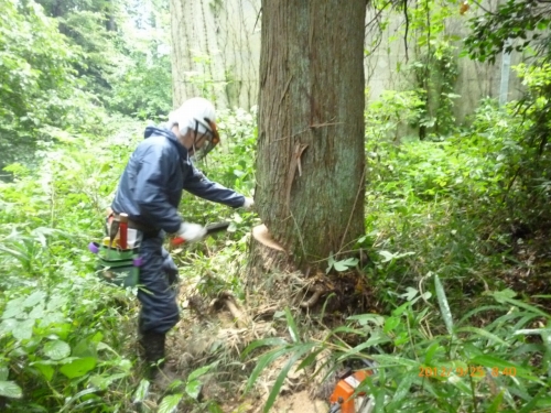 便利屋仙台サンキューの伐採現場のチェーンソーでの作業風景
