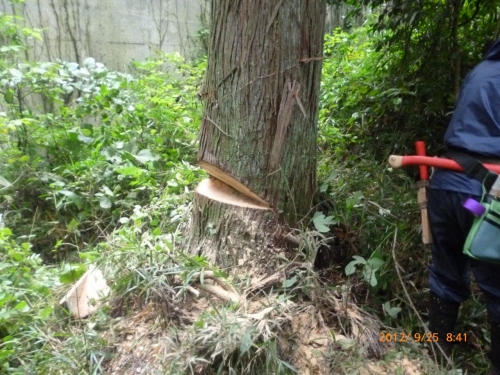 便利屋仙台サンキューの伐採現場の大木の切り口