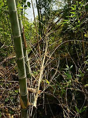 急斜面の竹の伐採施工前