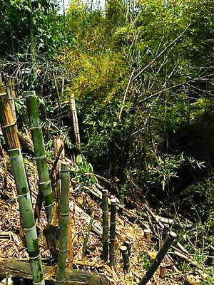 急斜面の竹の伐採施工後
