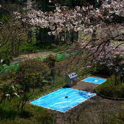 仙台市榴岡公園の花見場所取り代行承ります