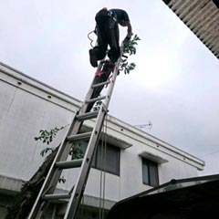 便利屋サンキュー仙台本店の高木に登りの伐採施工中の写真