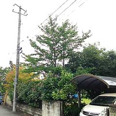 便利屋サンキュー仙台本店が施工した大きくなりすぎた庭木手入れ施工現場の写真
