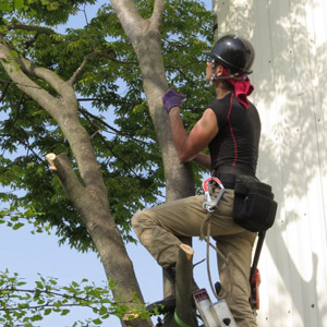 便利屋サンキュー仙台本店の植木上に登り枝払い作業中の様子