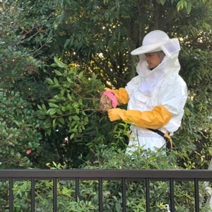 お庭に出来た蜂の巣駆除作業中の様子