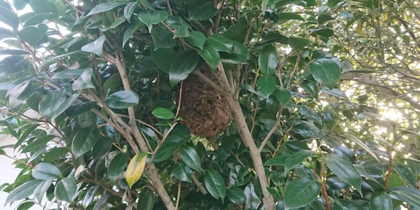 庭の木の中に作られたスズメバチの蜂の巣駆除